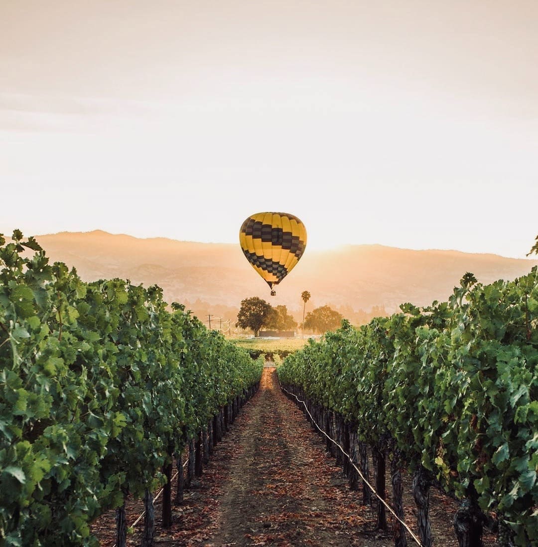 Hot air balloons over a vineyard